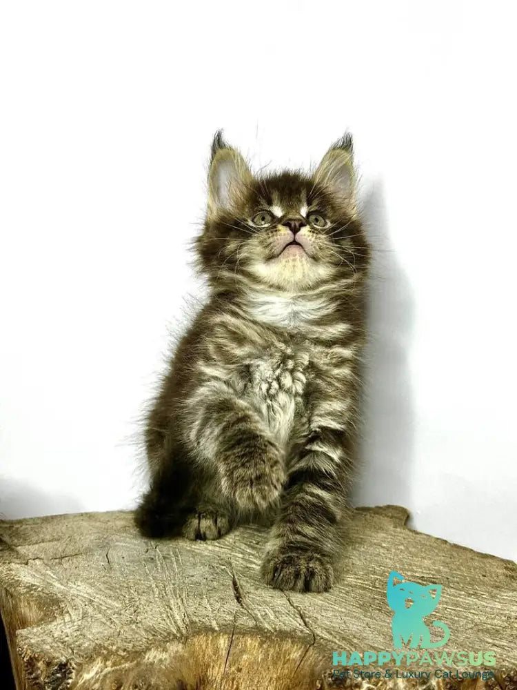 Jetta Maine Coon female black tabby - live animals