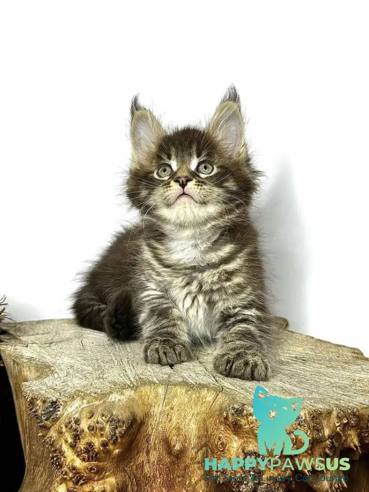 Jetta Maine Coon female black tabby - live animals