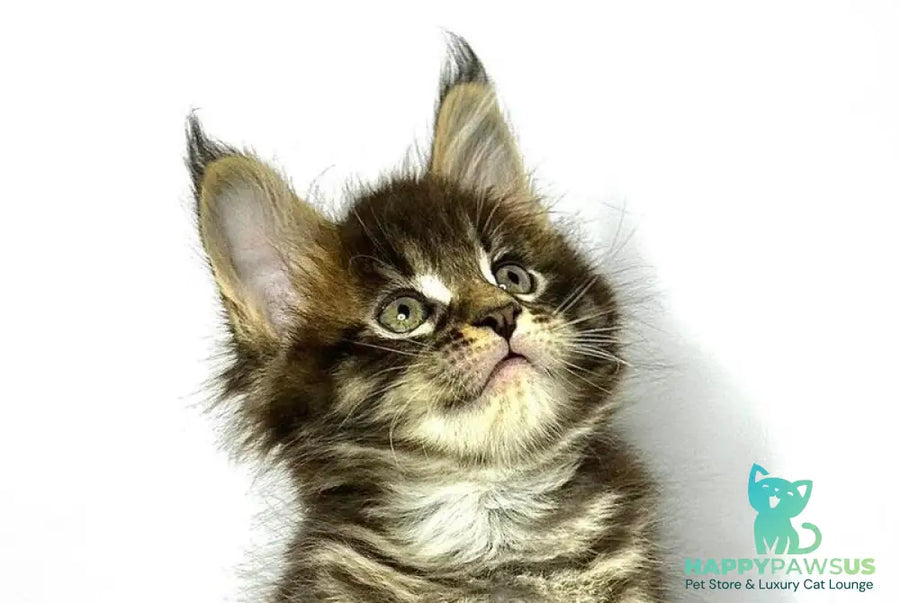 Jetta Maine Coon female black tabby - live animals