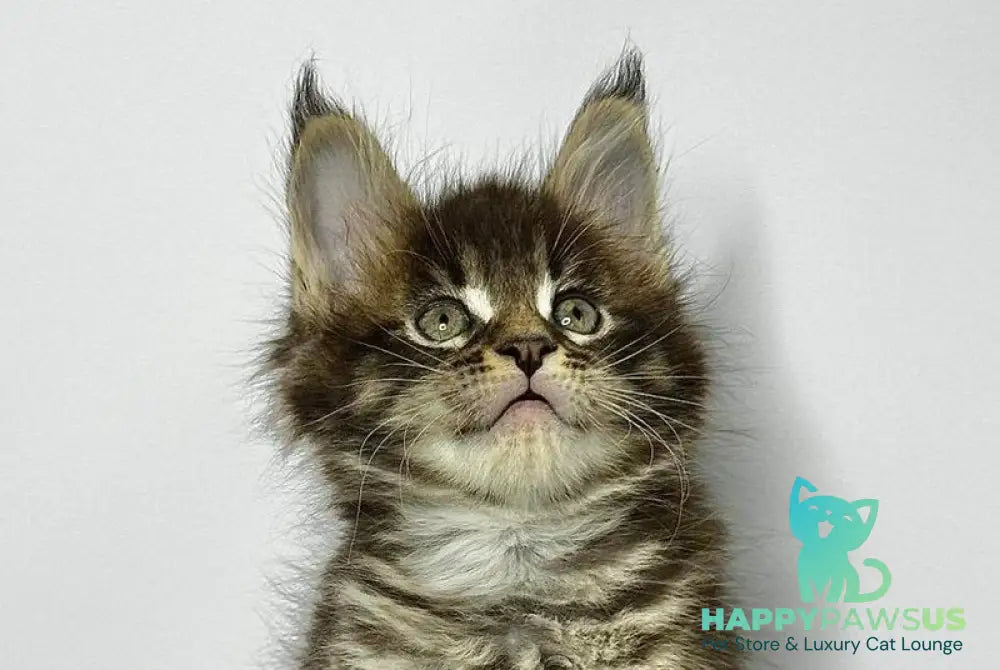 Jetta Maine Coon female black tabby - live animals