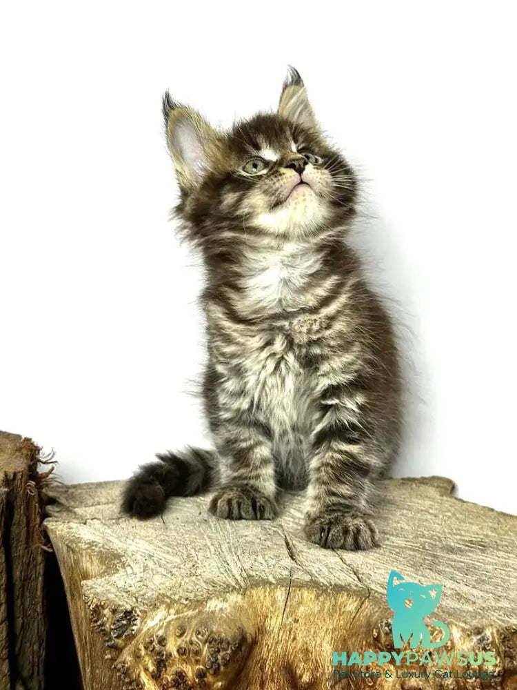 Jetta Maine Coon female black tabby - live animals