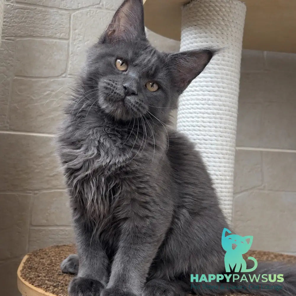 Jevel Maine Coon female blue - live animals