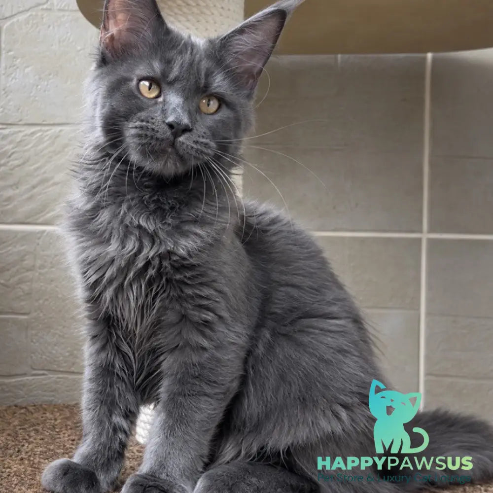 Jevel Maine Coon female blue - live animals
