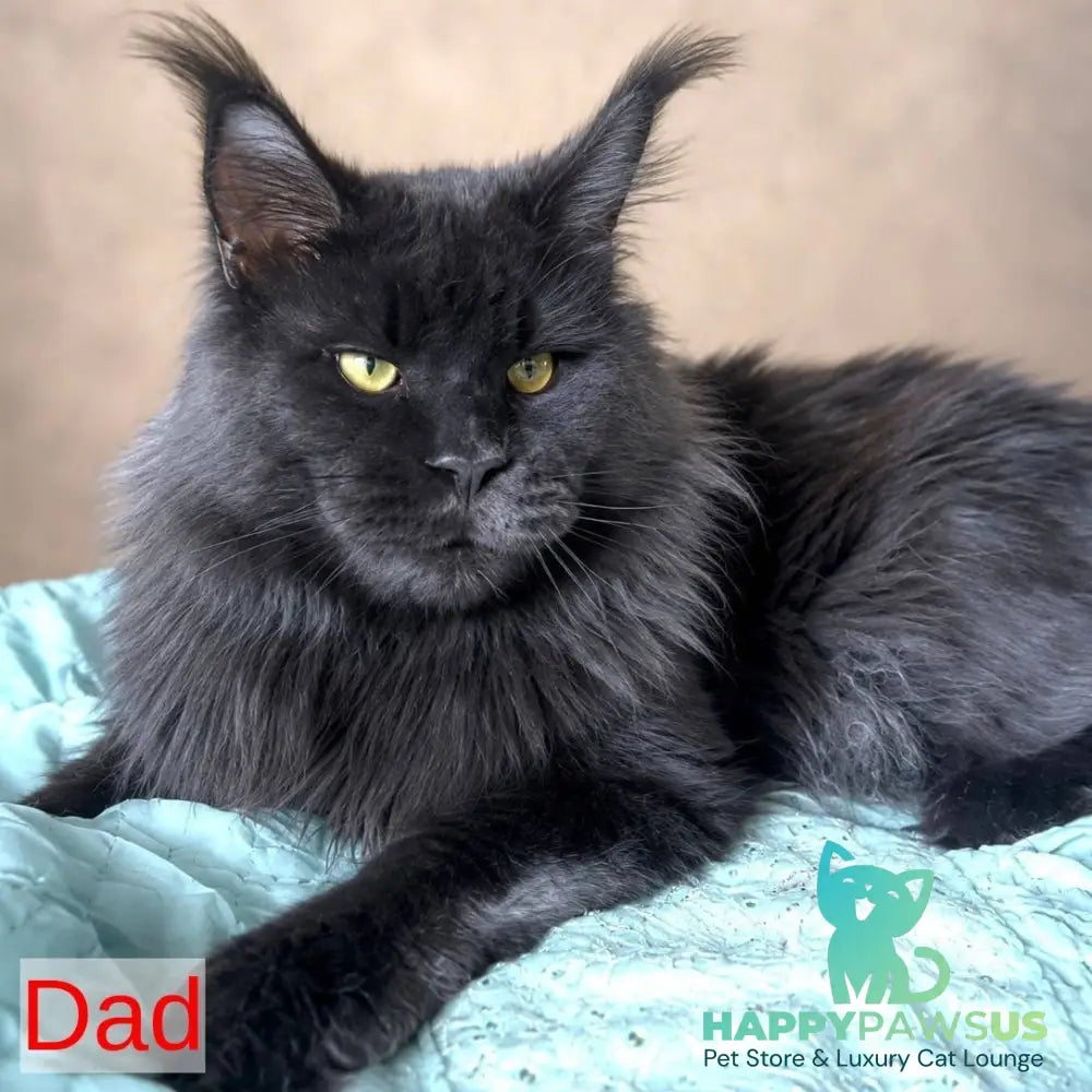 Jevel Maine Coon female blue - live animals