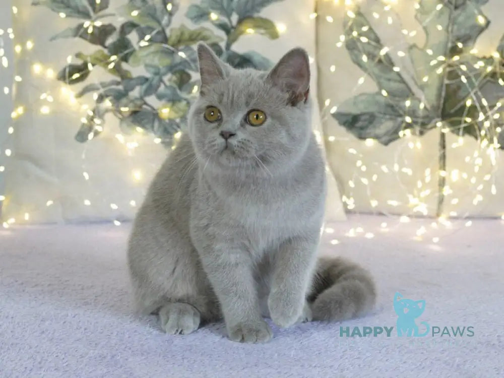 Jewel British Shorthair female lilac live animals