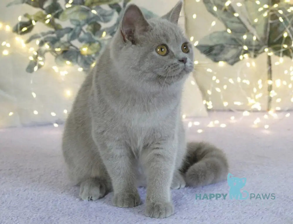 Jewel British Shorthair female lilac live animals