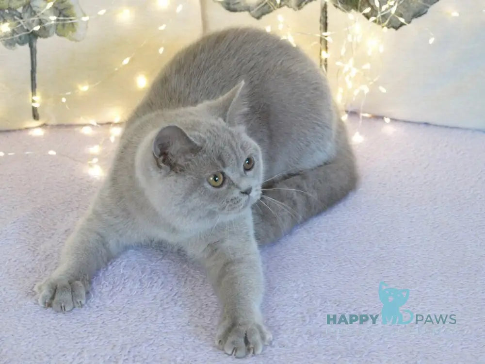 Jewel British Shorthair female lilac live animals