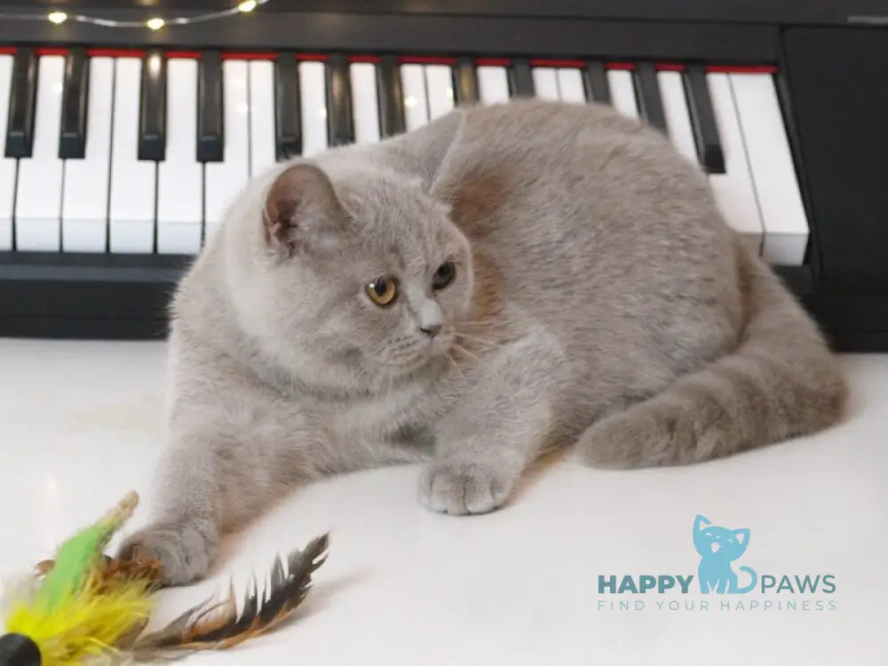 Jewel British Shorthair female lilac live animals