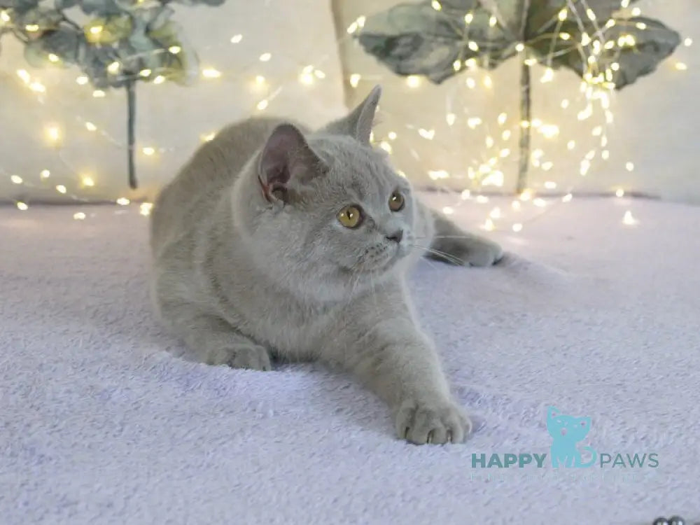Jewel British Shorthair female lilac live animals