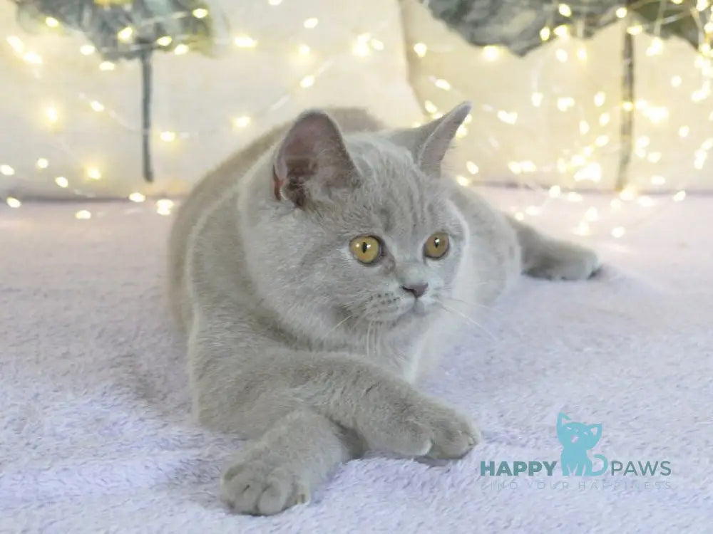 Jewel British Shorthair female lilac live animals