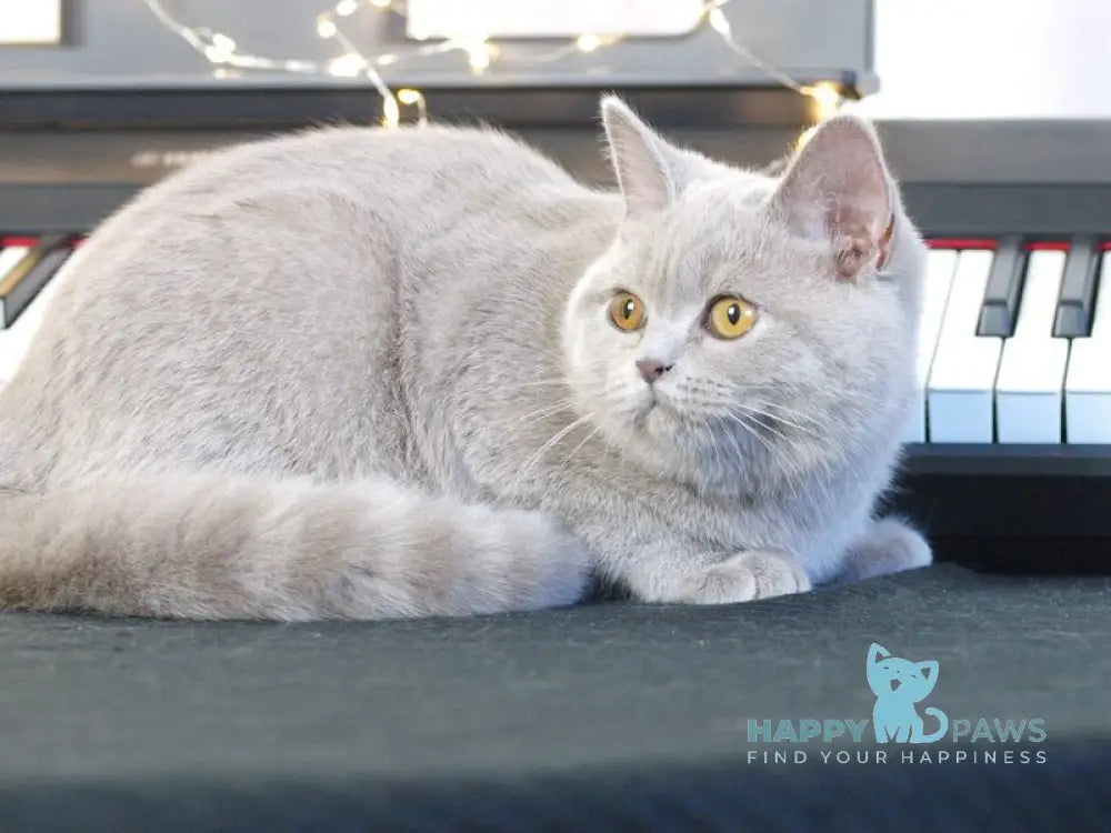 Jewel British Shorthair female lilac live animals