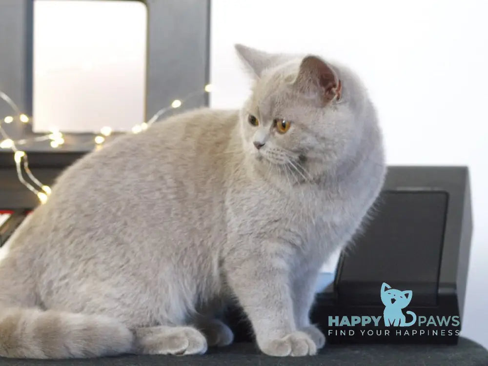Jewel British Shorthair female lilac live animals