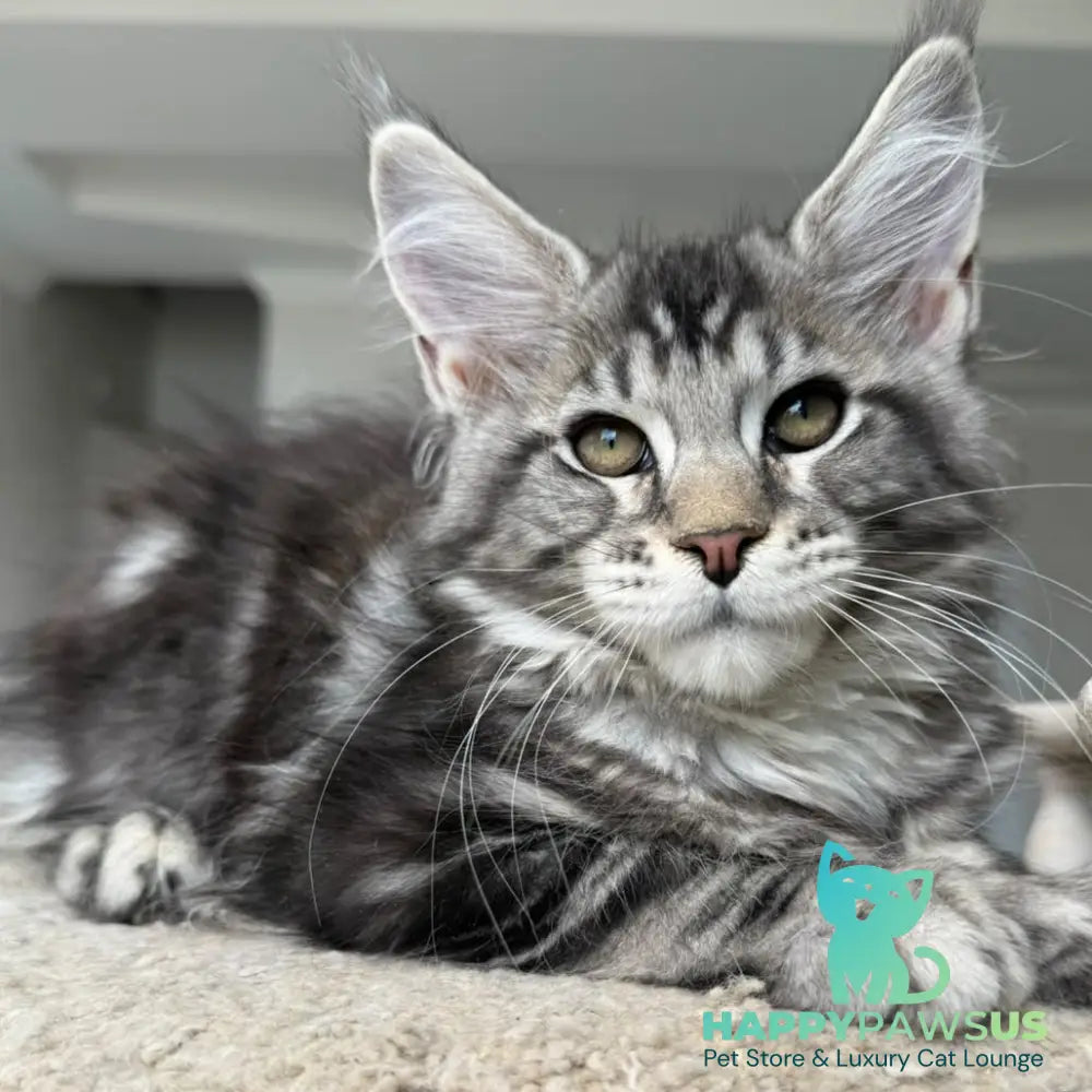 Jeya Maine Coon female black silver tabby - live animals
