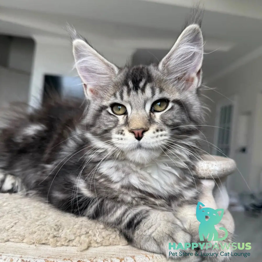 Jeya Maine Coon female black silver tabby - live animals
