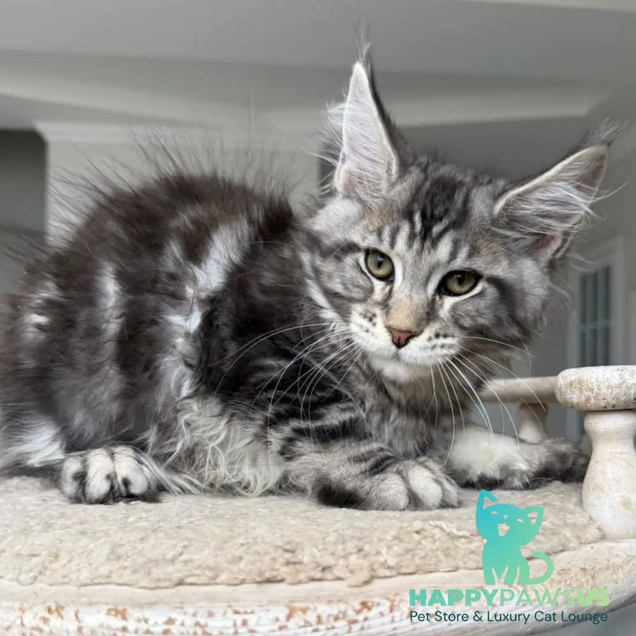 Jeya Maine Coon female black silver tabby - live animals
