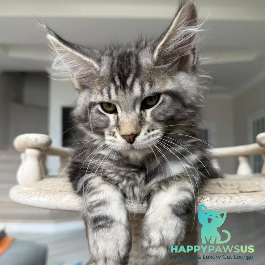 Jeya Maine Coon female black silver tabby - live animals