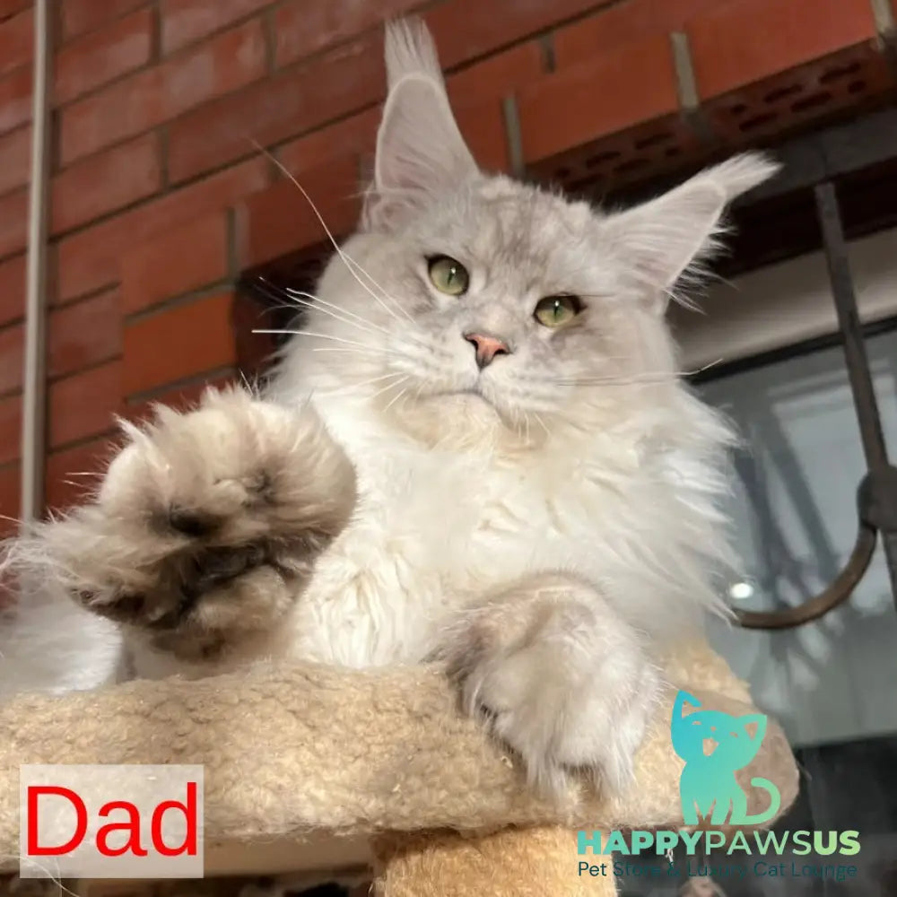 Jeya Maine Coon female black silver tabby - live animals