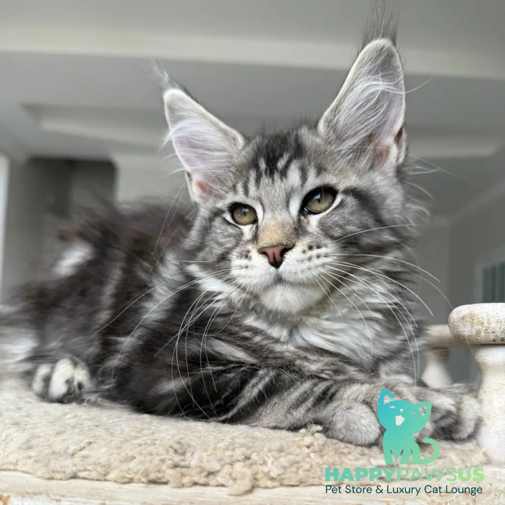 Jeya Maine Coon female black silver tabby - live animals