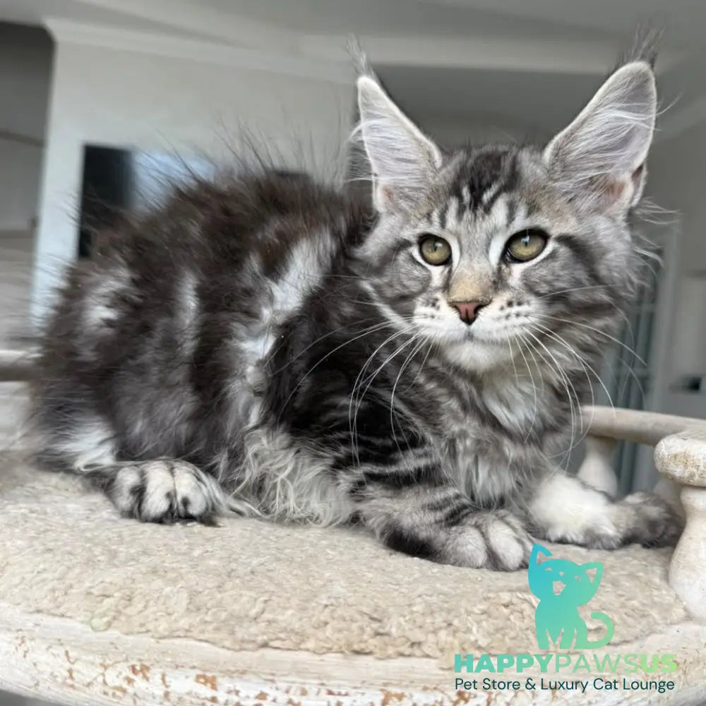 Jeya Maine Coon female black silver tabby - live animals