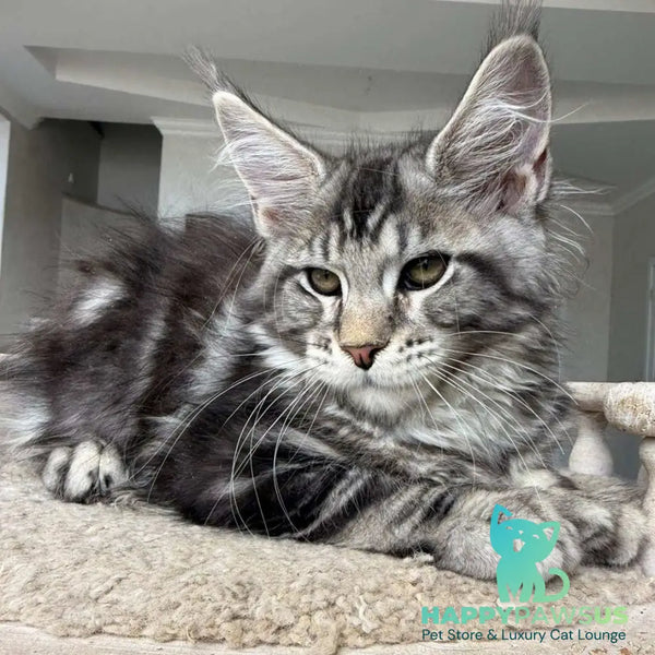 Jeya Maine Coon female black silver tabby - live animals