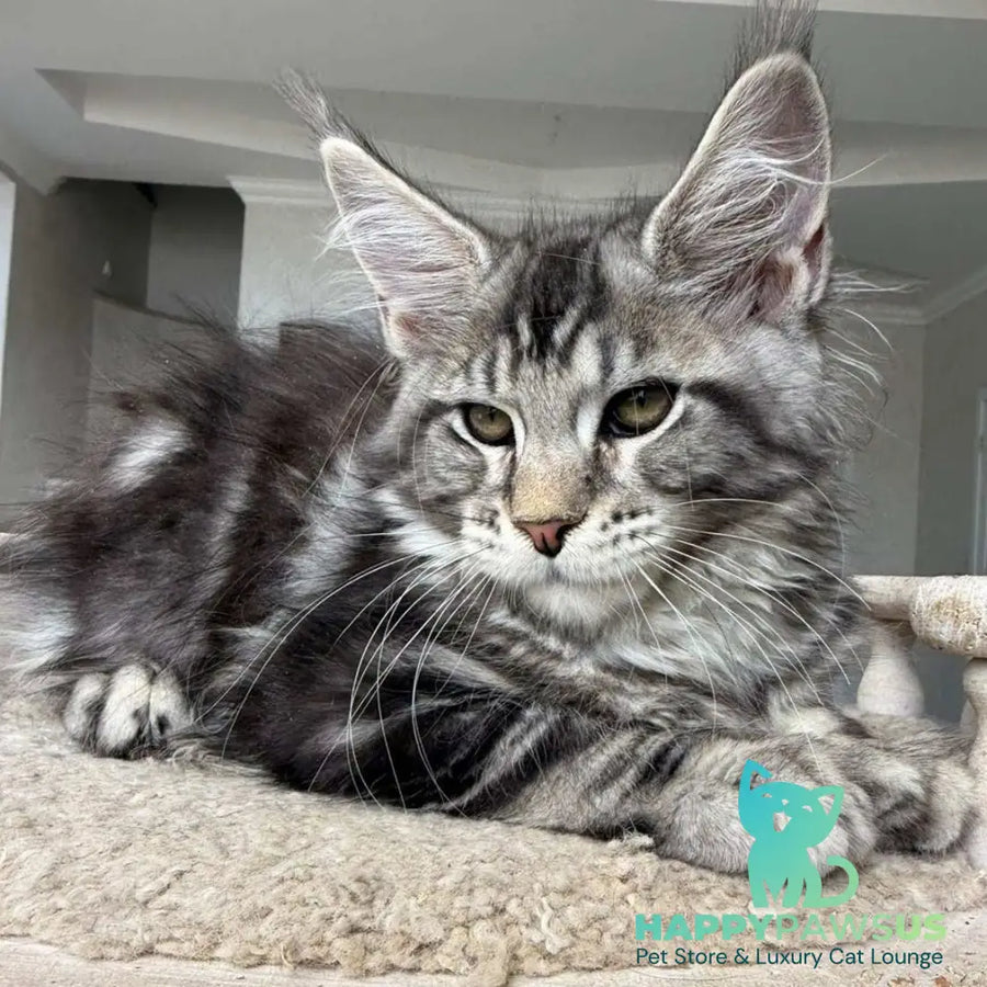 Jeya Maine Coon female black silver tabby - live animals