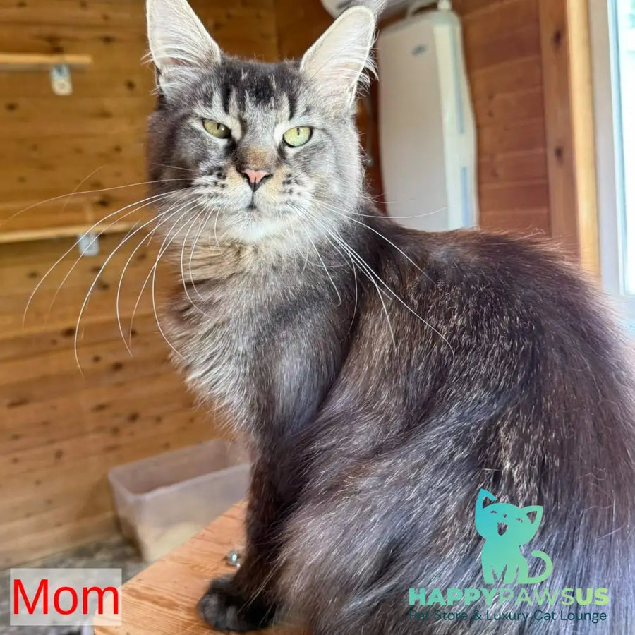 Jeya Maine Coon female black silver tabby - live animals