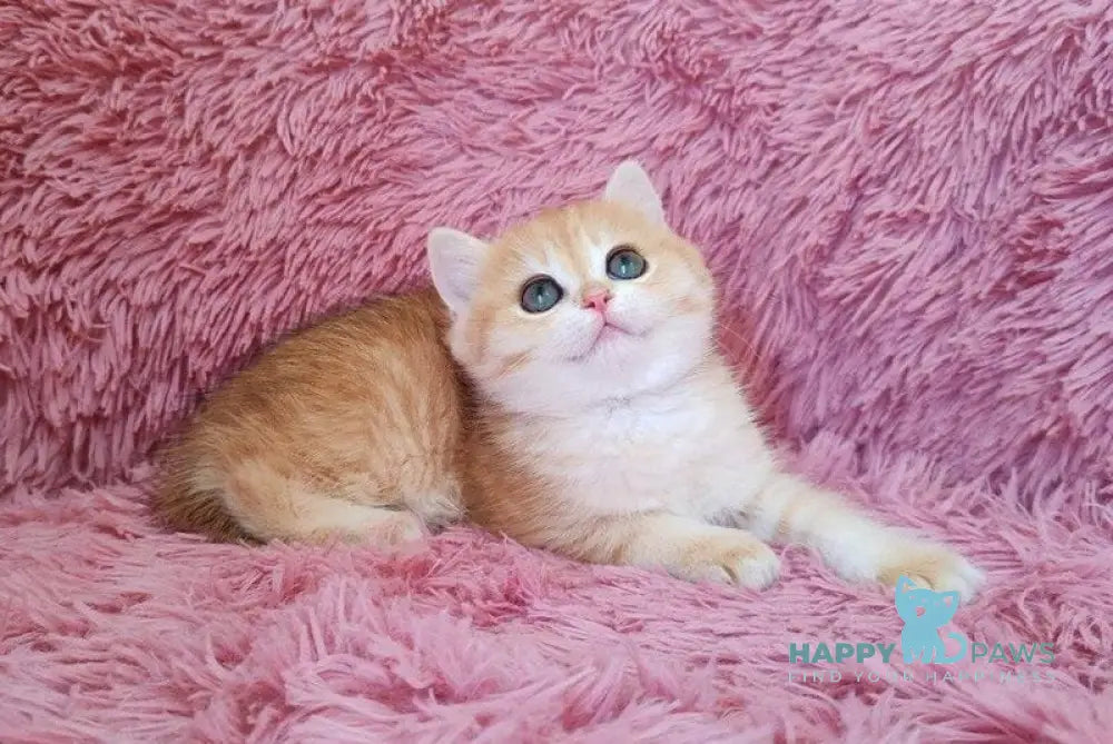 Jian British Shorthair male black golden chinchilla live animals