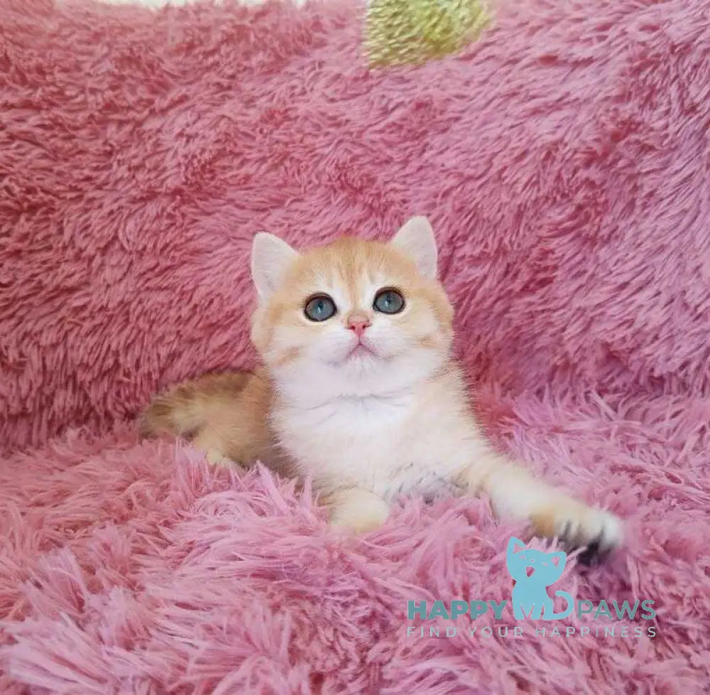Jian British Shorthair male black golden chinchilla live animals