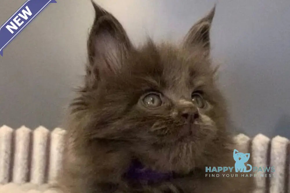 Jim Maine Coon male blue live animals