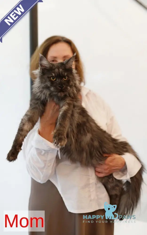 Jim Maine Coon male blue live animals