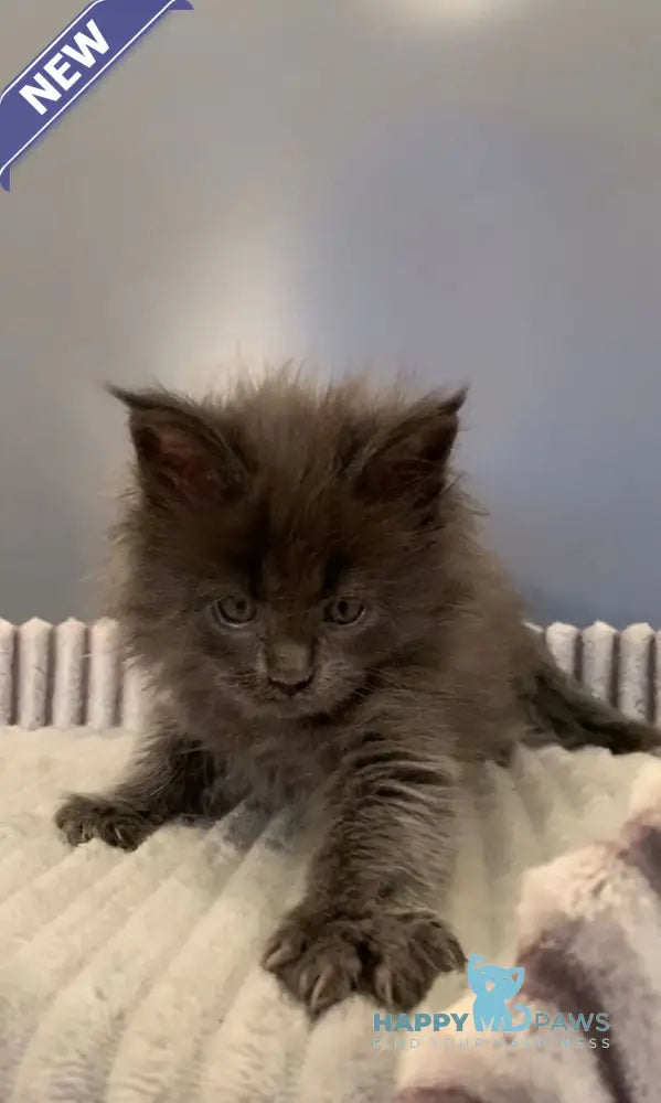 Jim Maine Coon male blue live animals