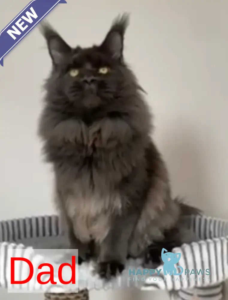 Jim Maine Coon male blue live animals