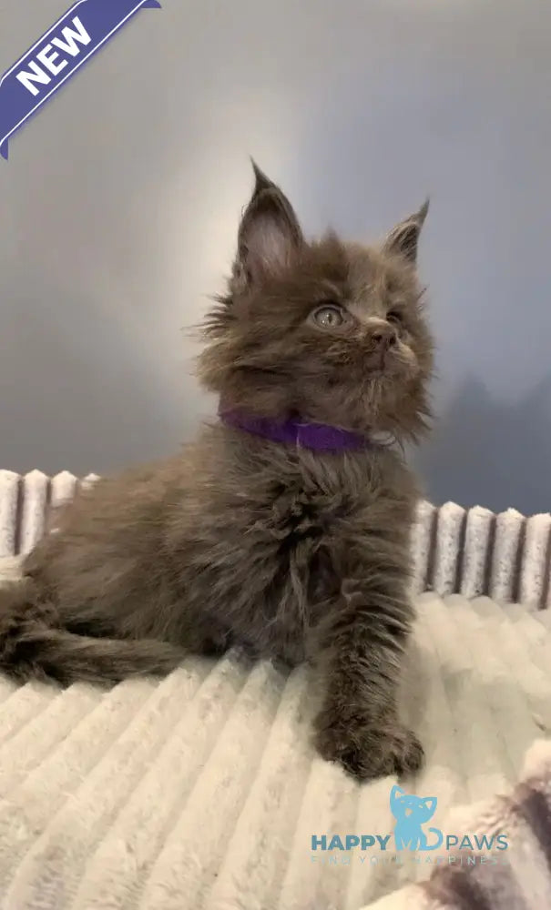 Jim Maine Coon male blue live animals