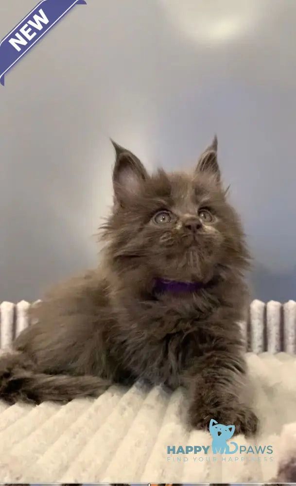 Jim Maine Coon male blue live animals