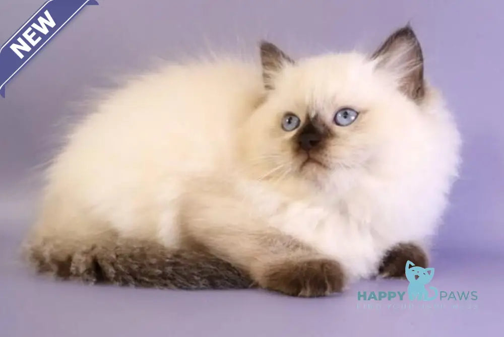 Jimmy Ragdoll male seal pointed live animals