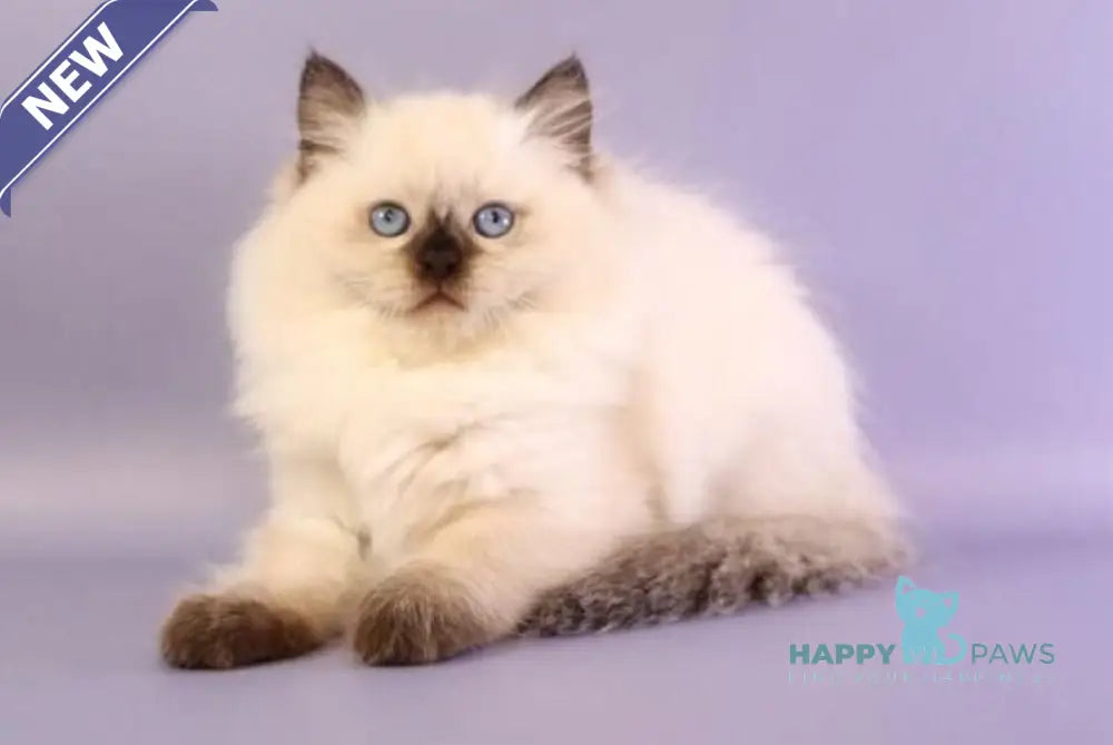 Jimmy Ragdoll male seal pointed live animals