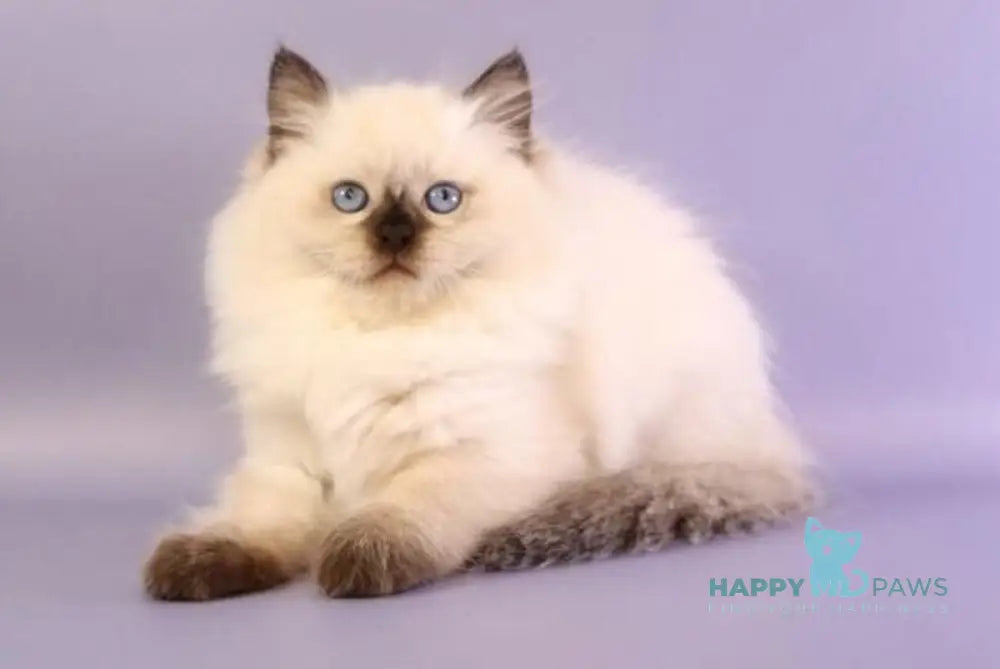 Jimmy Ragdoll male seal pointed live animals