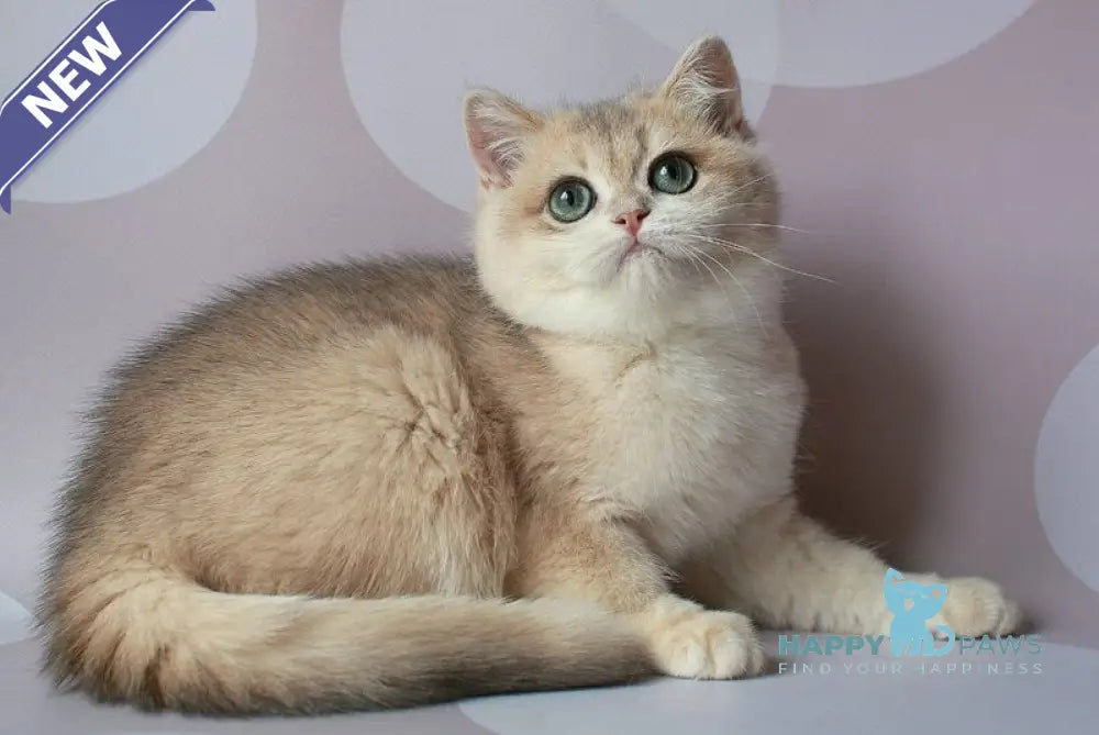 Jimmy’s British Shorthair male blue golden chinchilla live animals