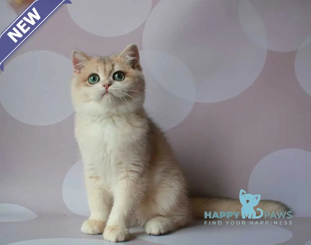 Jimmy’s British Shorthair male blue golden chinchilla live animals