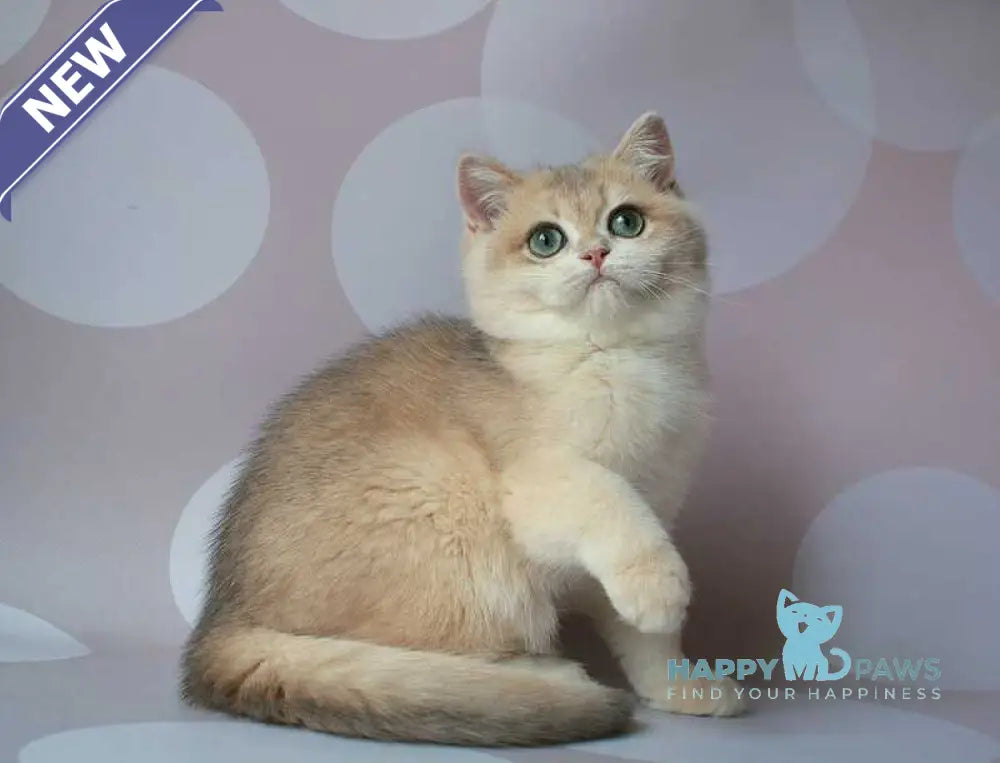 Jimmy’s British Shorthair male blue golden chinchilla live animals