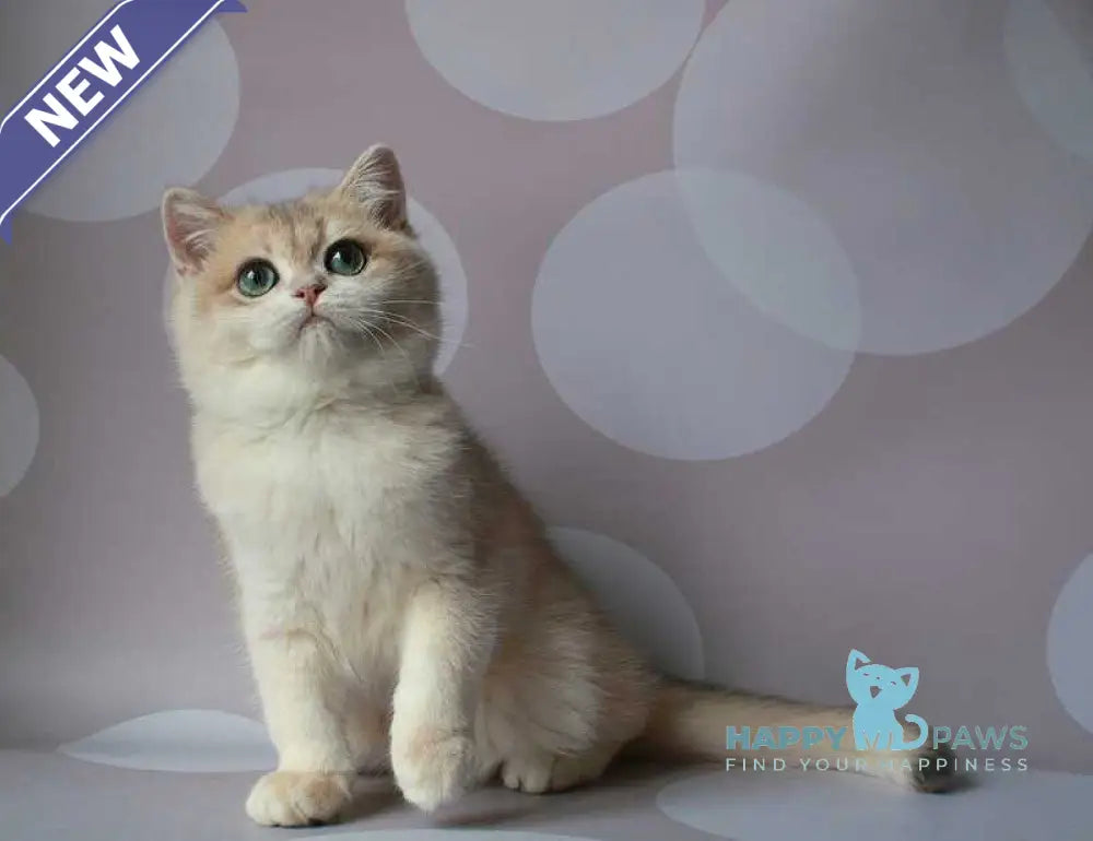 Jimmy’s British Shorthair male blue golden chinchilla live animals
