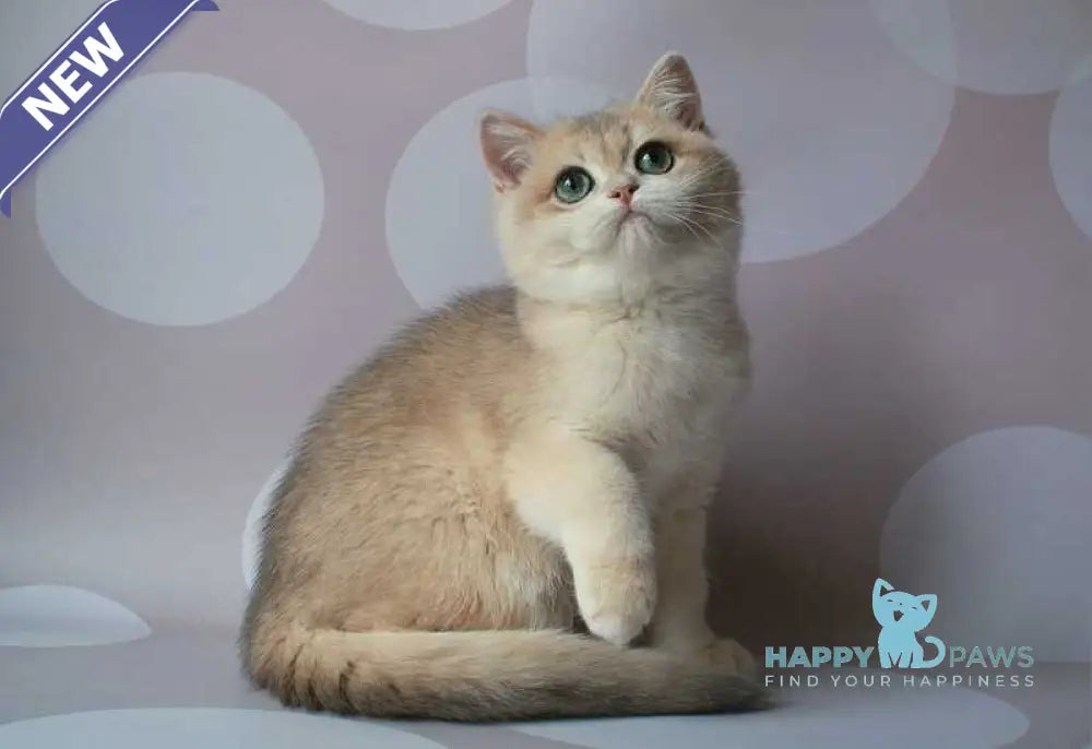 Jimmy’s British Shorthair male blue golden chinchilla live animals
