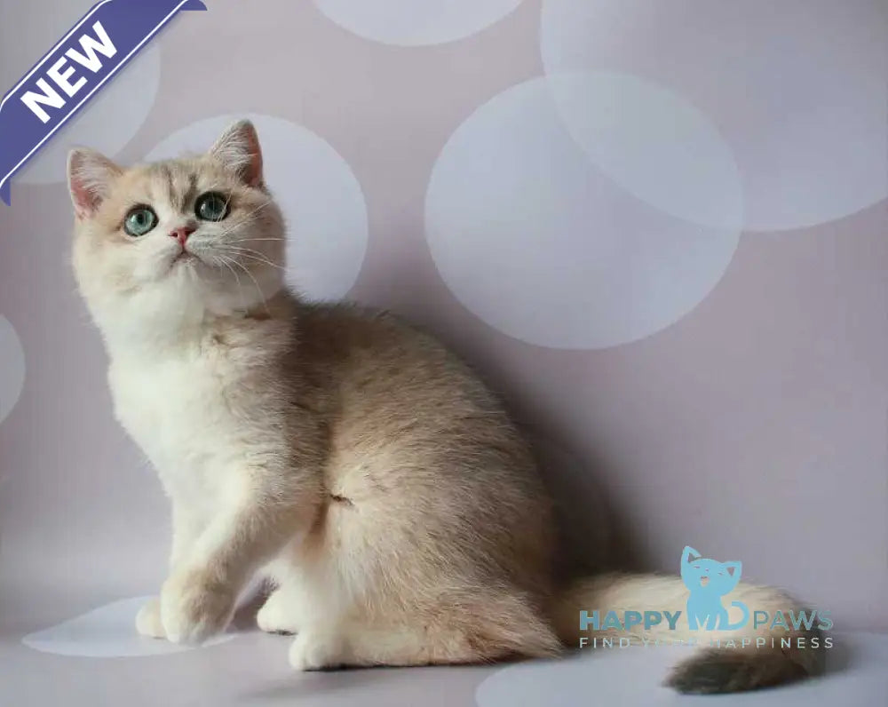 Jimmy’s British Shorthair male blue golden chinchilla live animals