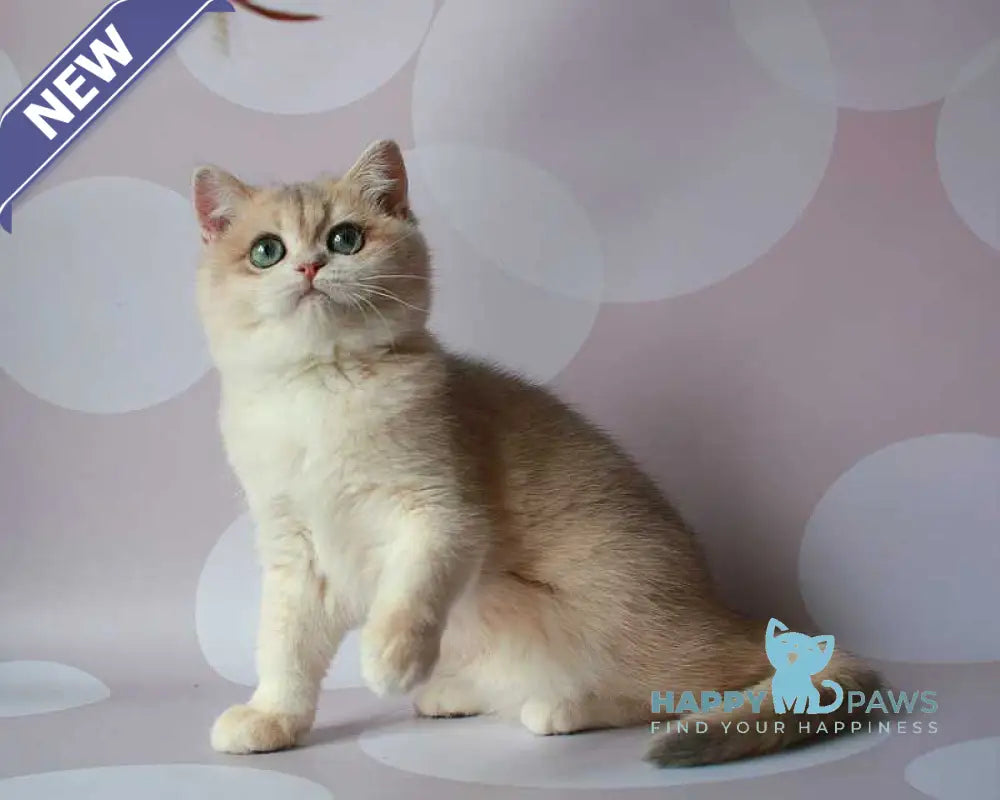 Jimmy’s British Shorthair male blue golden chinchilla live animals