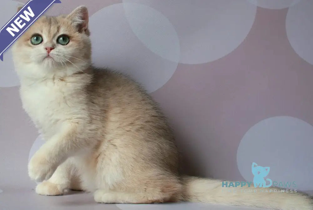 Jimmy’s British Shorthair male blue golden chinchilla live animals
