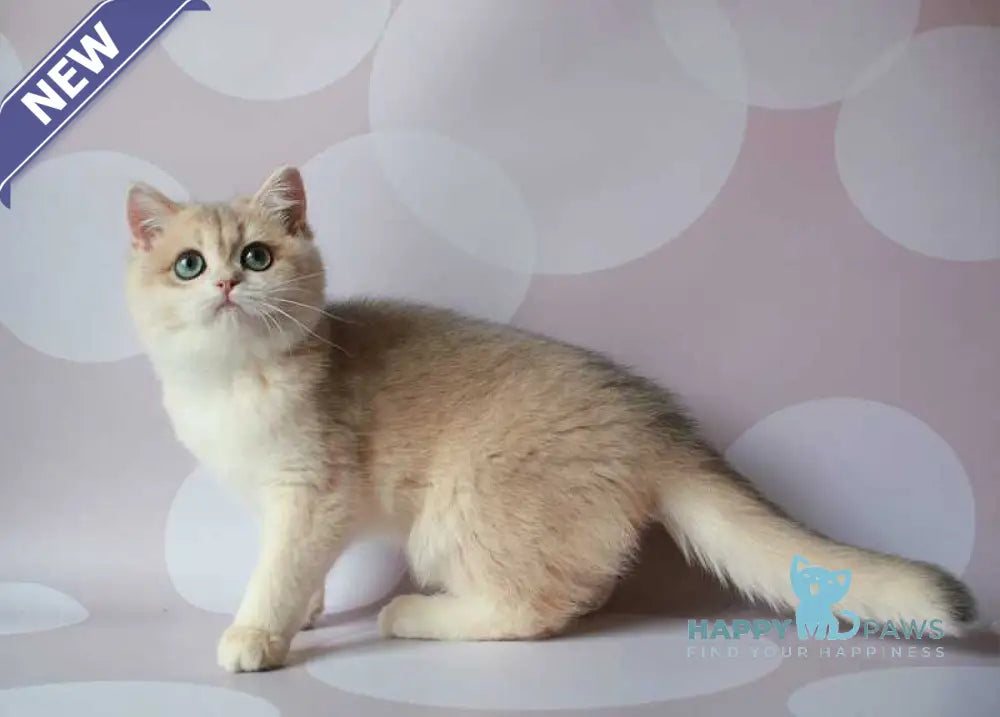 Jimmy’s British Shorthair male blue golden chinchilla live animals