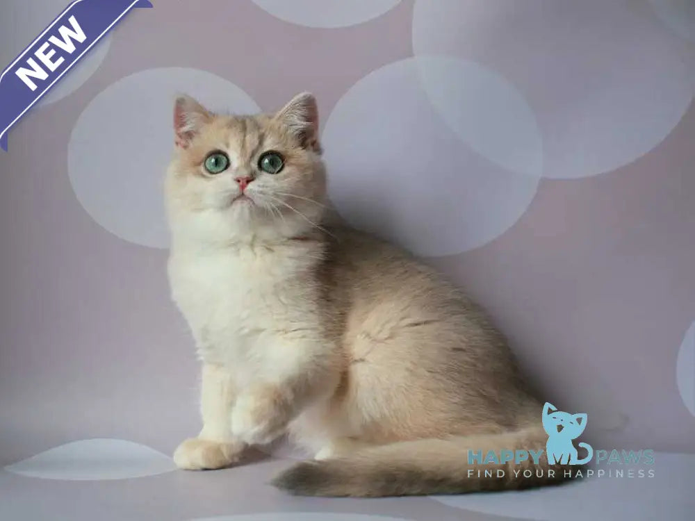 Jimmy’s British Shorthair male blue golden chinchilla live animals