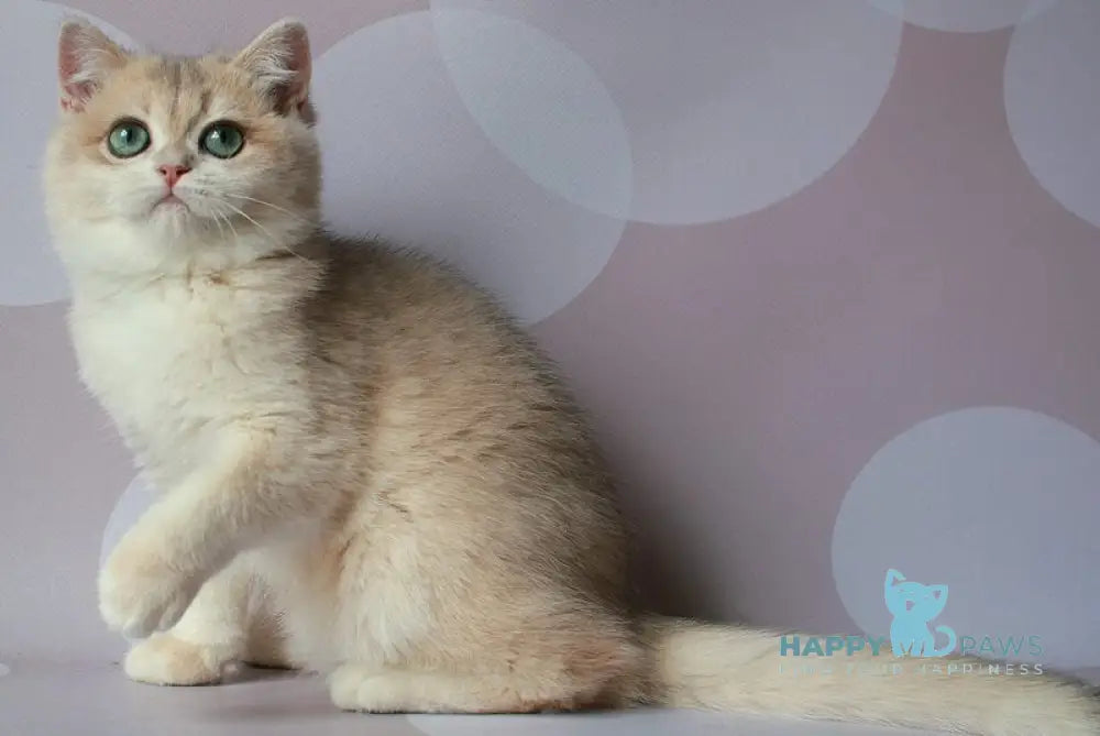 Jimmy’s British Shorthair male blue golden chinchilla live animals