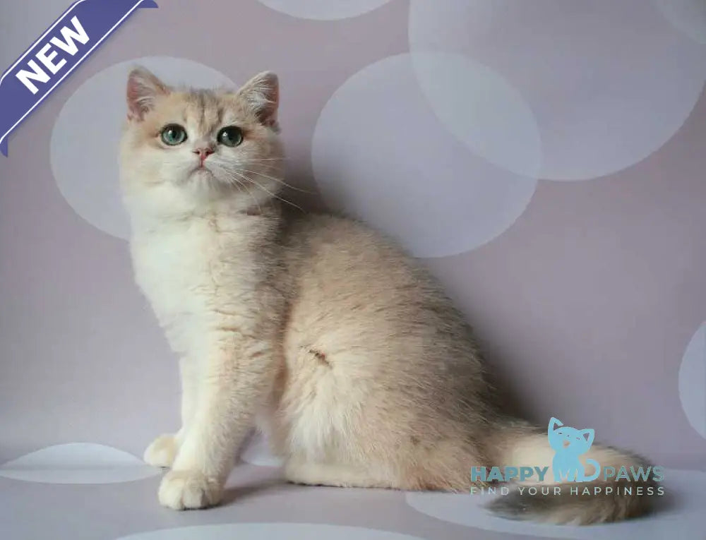 Jimmy’s British Shorthair male blue golden chinchilla live animals