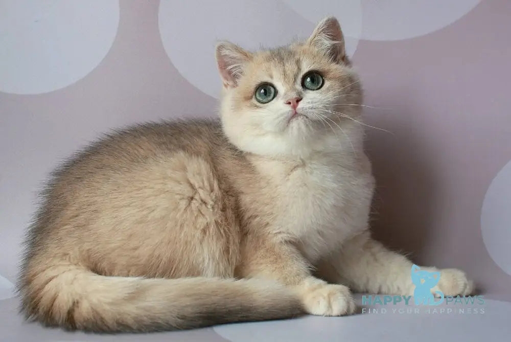 Jimmy’s British Shorthair male blue golden chinchilla live animals